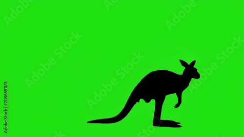 Kangaroo Silhouette Profile on Green Screen Background for Video Editing and Compositing.