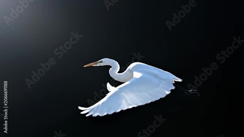 Majestic Great Egret in Flight, Elegant White Heron Soaring Against a Black Background, Ideal for Nature Documentaries and Cinematic Visuals.