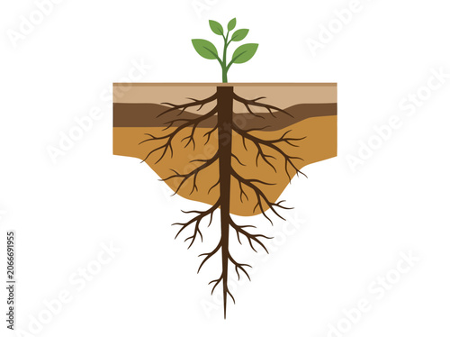 Fotografie A plant grows from soil with visible roots underground in a cross-section view