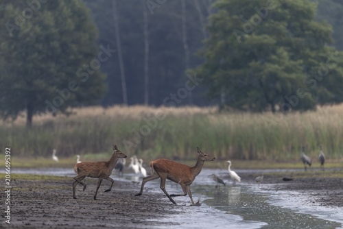 A red deer (Cervus elaphus) with a very late calf, in September calves born in May and June have long since lost the light spots in their fur, rutting season, Germany