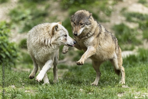 Two wolves in friendly interaction in a green, natural forest environment, Timberwolf, American wolf (Canis lupus occidentalis)