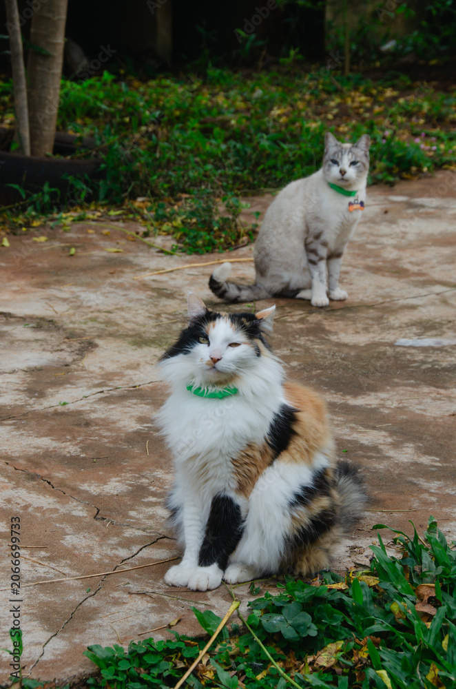 Obraz premium Dos gatos adultos sentados en el piso del jardín, un gato calicó y otro gris, sentados en el piso con plantas alrededor