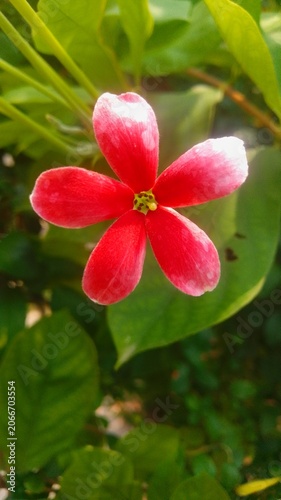 red rose flower