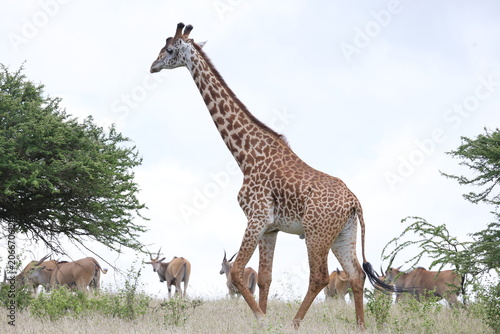 Photography giraffe in the savannah
