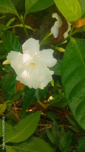 white lotus flower