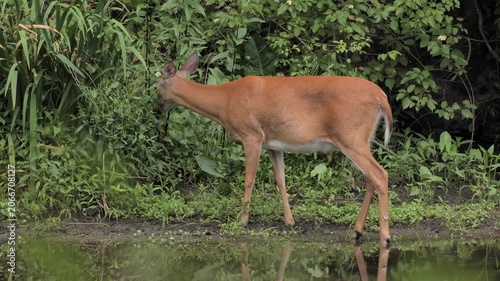 A white-tailed deer feeds and rests on the bank of a river in New Jersey.