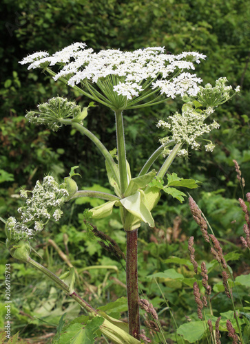 The dangerous and poisonous plant giant hogweed (Heracleum sosnowskyi) grows in nature