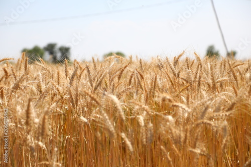 Wheat field on a sunny day. Grain farming, ears of wheat close-up. Agriculture, growing food products.