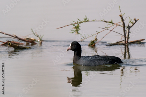 Plakat Eurasian Coot