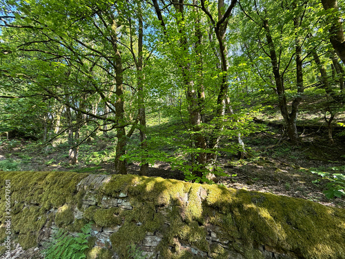 Sunlight filters through the lush green forest canopy, casting dappled shadows on a stone wall covered in vibrant moss. The scene depicts a natural woodland setting in Hewenden, Yorkshire, UK