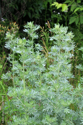 Fotografie Bitter wormwood (Artemisia absinthium) bush grows in nature