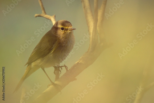 Plakat Common Chiffchaff