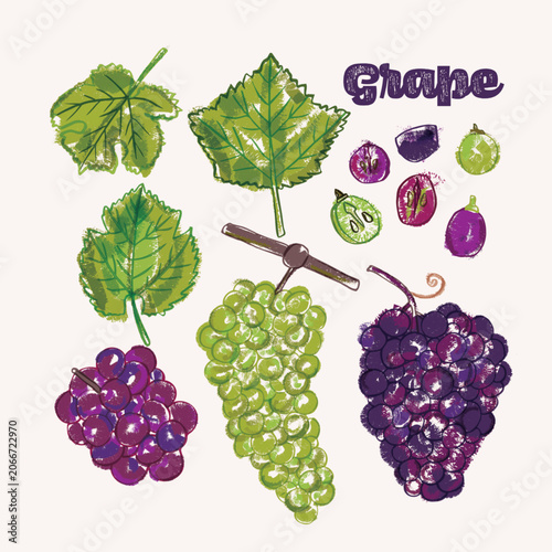 Grape crayon illustration set - colorful hand drawn elements, whole and halved fruits with leaves