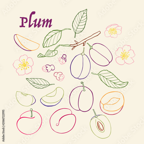 Purple and red Plum botanical illustration set - modern colorful hand drawn line art vector, whole halved sliced fruits with blossoms and leaves