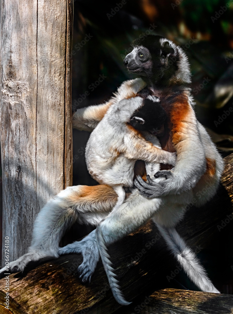 Fototapeta premium Crowned sifaka female and her kid. Latin name - Propithecus coronatus
