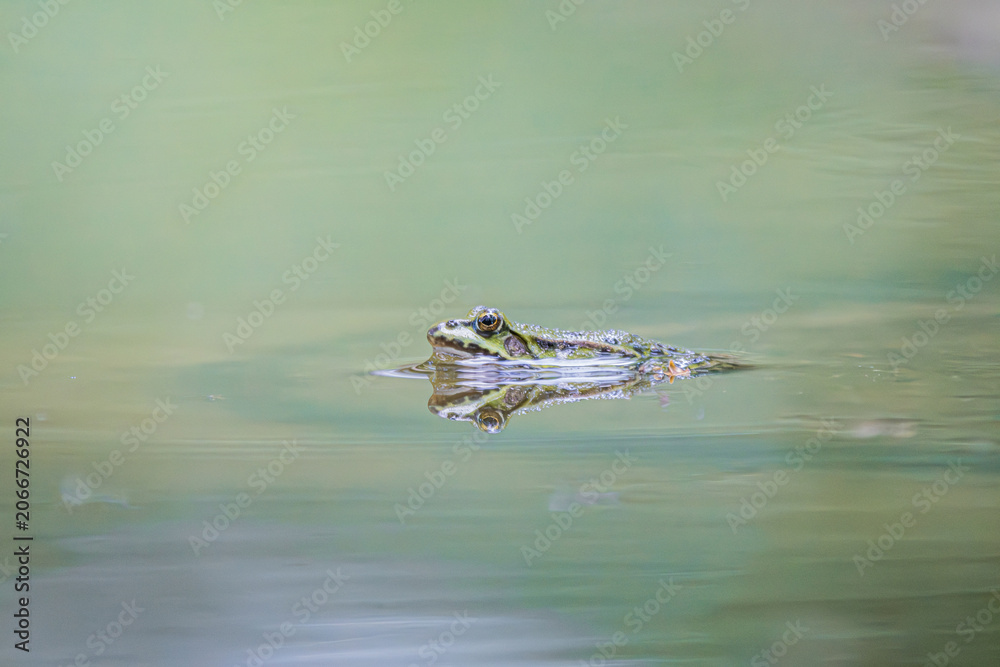Fototapeta premium Close-up of a frog swimming in a serene natural pond setting