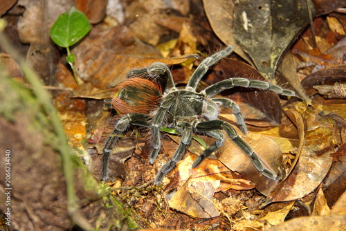 Fotografie Ecuadorian brown velvet tarantula (Megaphobema velvetosoma) in the leaf litter,
