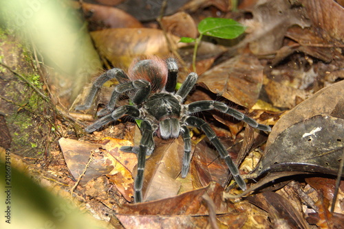 Fotografija Ecuadorian brown velvet tarantula (Megaphobema velvetosoma) in the leaf litter,