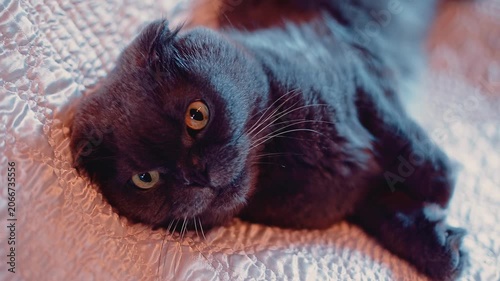 A British grey cat with big grey eyes lies on the couch and looks at the camera