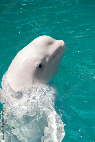 Cuadro en lienzo Friendly white beluga whale (delphinapterus leucas) swimming in bright emerald ocean water