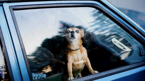 A small dog sits inside a closed car and barks. Close-up shooting