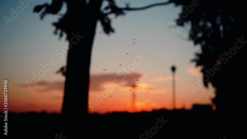 A swarm of insects flies at sunset in the rays of the setting sun
