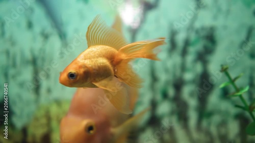 Two yellow fish swim in the aquarium. Close-up shooting