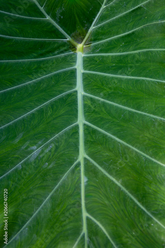 Close-up of a tropical green leaf with prominent veins and natural texture pattern