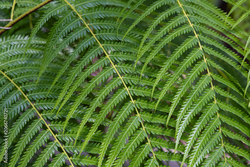 Close-up of vibrant green fern leaves showing detailed texture and layered natural pattern in forest