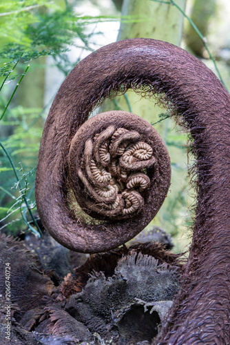 Close-up of a brown fern fiddlehead spiraling in lush green rainforest undergrowth