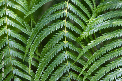 Close-up of vibrant green fern leaves showing detailed texture and layered natural pattern in forest