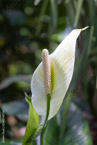 Peace lily white bloom close-up: indoor plant with spadix and elegant tropical foliage