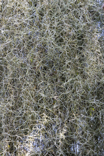 Spanish moss hanging from oak tree creates tangled silvery texture on southern live oak branches
