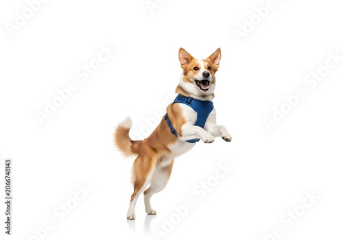 Energetic Corgi Mix Leaping with Joy on White Background.