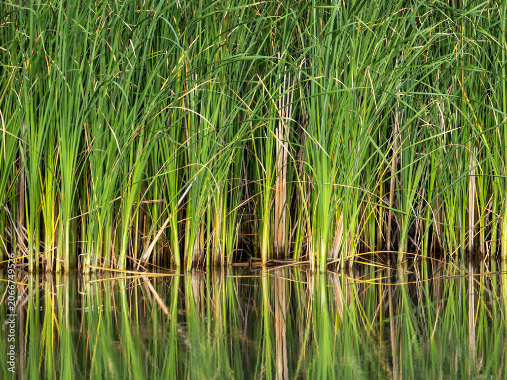 Obraz premium Green Reeds Reflected in Calm Campenesti Lake Wetland
