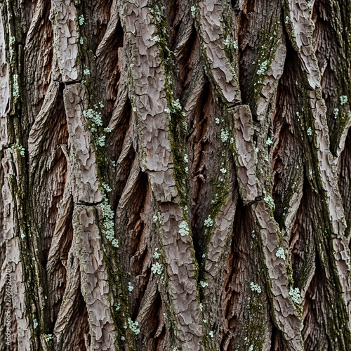 Close-up of Textured Tree Bark with Moss and Lichen.