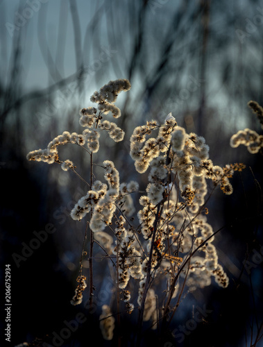 Canadian goldenrod in the autumn forest, Solidago canadensis plant