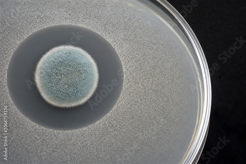 Blue green mold colony inhibiting bacteria in petri dish