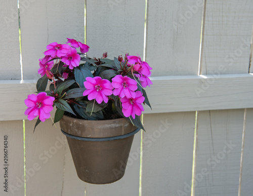 Fuchsia SunPatiens in Dark Clay Pot on Wooden Fence 