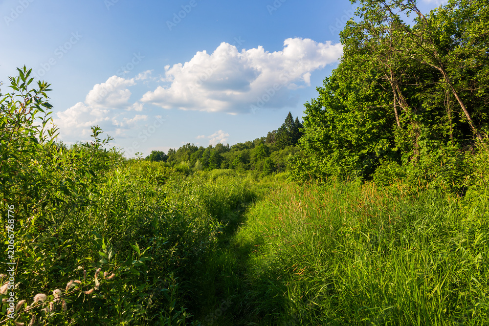 Fototapeta premium Narrow overgrown dirt trail winding through lush green grass and dense summer forest under a vibrant blue sky with fluffy white clouds on a sunny day in the countryside