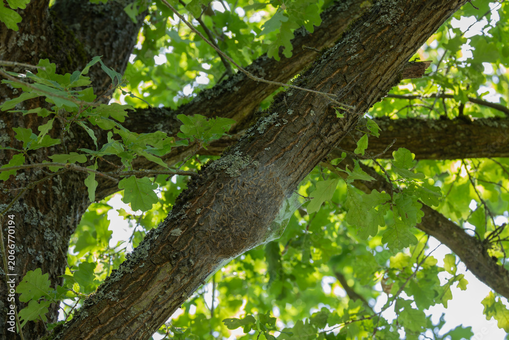 Fototapeta premium Colony of Oak Processionary Caterpillars in Silken Web on Oak Tree