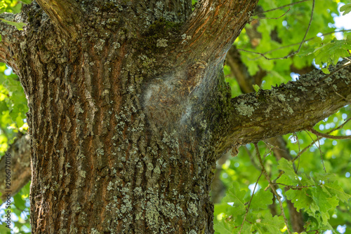 Bild auf Leinwand Silken Nest of Oak Processionary Caterpillars on Mature Oak Tree