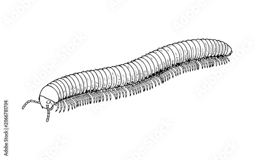 Millipede insect line art illustration.