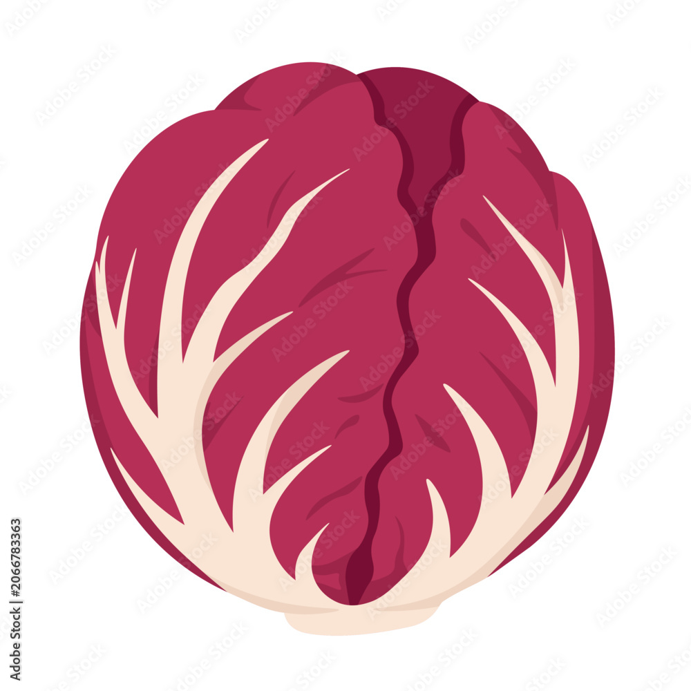 Obraz premium Cute flat radicchio with cream leaves, isolated vegetable clipart for healthy food design.