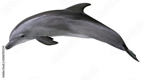 Canvastavla Gray dolphin swimming with fin up