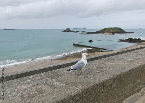 seagull on the wall with the ocean background on a cloudy day