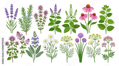 Herbal Plants Collection: Lavender, Rosemary, Mint, Echinacea, Chamomile & More