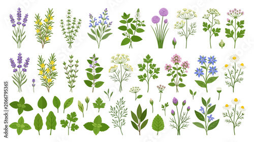 Herbs and Flowers Collection: Culinary & Medicinal Plants, Botanical Illustration