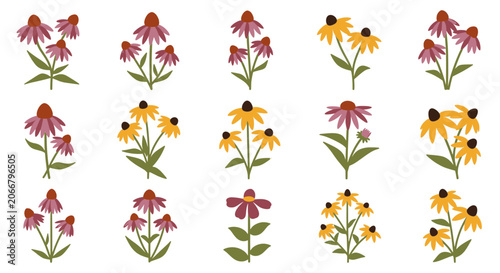 Obraz na płótnie Flat Vector Echinacea Coneflower Collection
