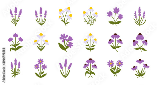 Tableau sur toile Flat vector set of lavender chamomile and medicinal wildflowers